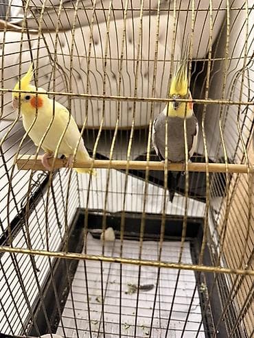 satdig quslar: Nymph paraketləri (Cockatiel) – sarı və boz rəng variantları - Növ — 3