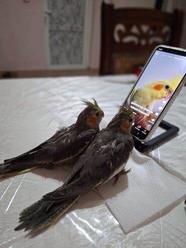 продажа птиц в баку: 1aylıq dişi balalar ələ öyrəniblər qəti dişləmirlər çox gözəl — 2