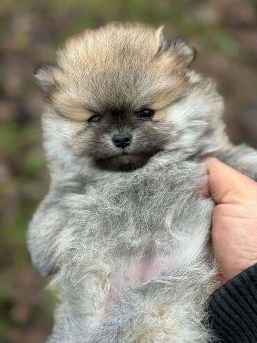 Gəmiricilər: Şpitz, 2 ay, Dişi — 4