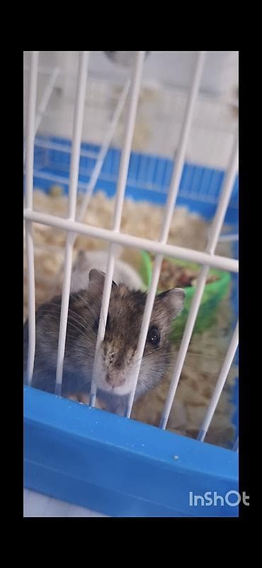 hamster satis: Şəkillərdə görünən hamsterlər və onların qəfəsi/aksesuarları 25 Azn 1 — 1