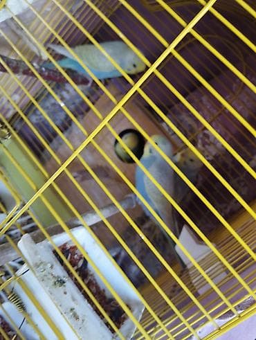 pavlin goyercin satisi: Səsləri xoş, sosial və sakit xasiyyətli ev quşları Mənzildə — 2