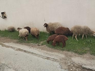 quzu satilir: Qoyun sürüsü satılır - Növ: yerli ətlik-yunlu qoyunlar (qarışıq — 3