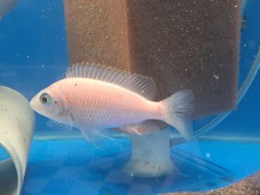 betta balıq: Cixlid balığı, Yırtıcı, Ünvandan götürmə — 2