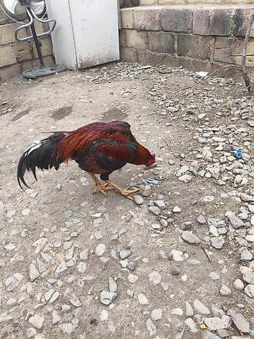 Döyüş xoruzudur heç yenilgisi yoxdur ikisi bərabər 130 ciddi alıcı