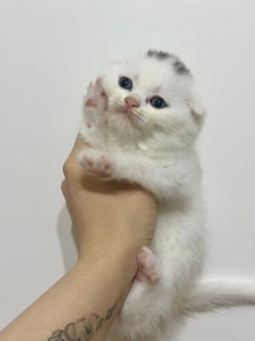 взять бесплатно котёнка: Шотладская вислоухая — 1