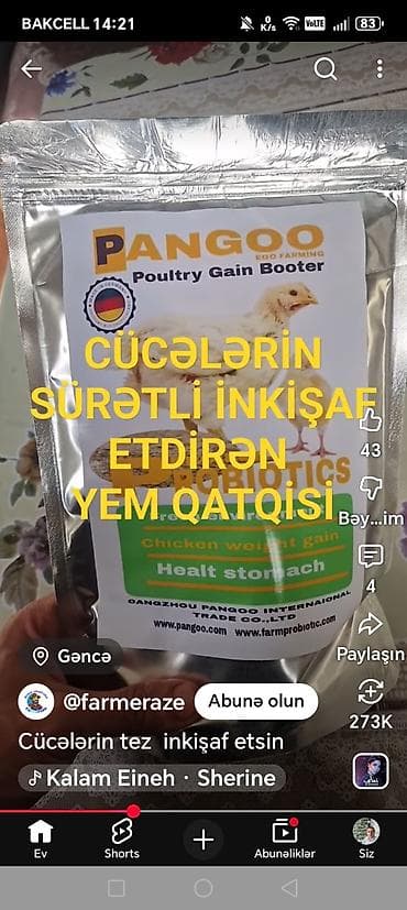 pudel it satisi: 1aylıq xarkov cucələri satıram 6günüylərdə var afstrolop cucə lərdə — 5