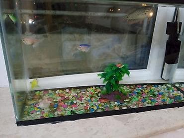 akvarım: Akvaryum dəsti – şüşə korpuslu, qapaqlı Xüsusiyyətlər: - Düzbucaqlı — 3