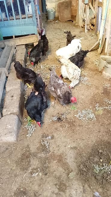 gence quşlar: 1eded afstralop ag xoruz 3eded toyuq afstralop qalani mesni qarisiq — 3