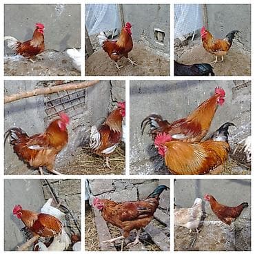 Lohman brown ve kend xoruzlari satilir qiymet 18 ve 22 manat lalafo.az -da Lohman brown ve kend xoruzlari satilir qiymet 18 ve 22 manat