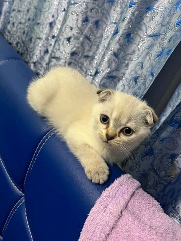 şotlan pişik: Şotland yastı qulaq, Erkək, Dişi, Yaxşı əllərə, Ünvandan götürmə, Pulsuz çatdırılma, Ödənişli çatdırılma — 112