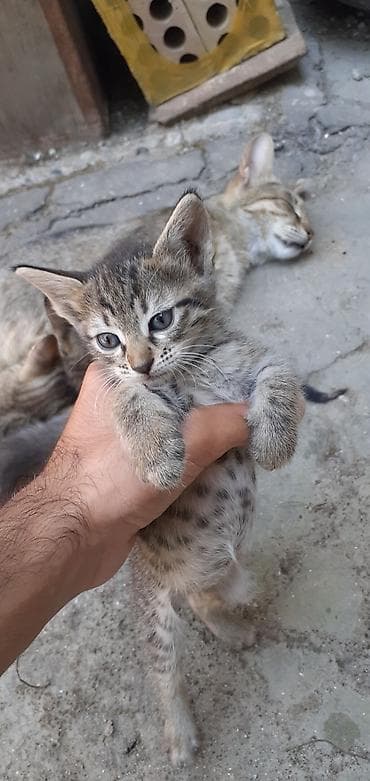 meyn kun: Tabbi, Erkək, Yaxşı əllərə, Ünvandan götürmə — 2
