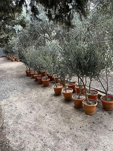 agac qapi: Zeytun ağacları – dibçəklərdə - Növ: Zeytun (Olea europaea) - Dibçək — 1