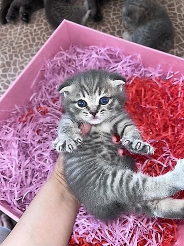 Balıqlar: Şotland yastı qulaq — 2