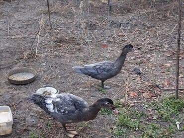 Keçi, çəpiş: Macar sortu bir cüt ördək. Qiymət cütünə aiddir. Həyətyanı — 2