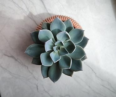 akvaryum bitkileri: 🌿 Echeveria Gözəl və səliqəli Echeveria dibçəkdə 🪴 Yeni sahibinə tam — 1