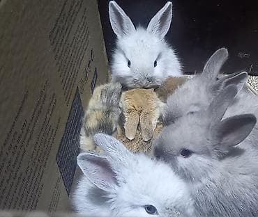 Salam. dovsan balalari tek ve top satilir