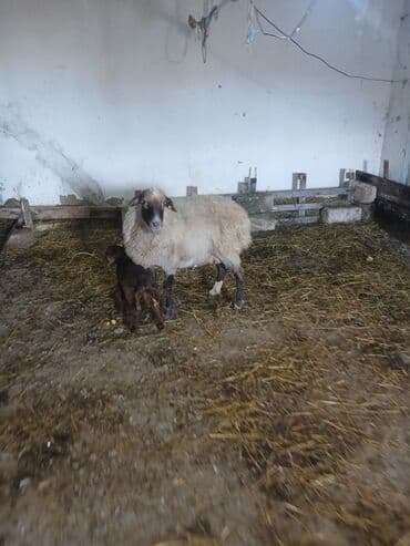 Коровы, быки: Ana bala 380man 3cu qarlndl dogur. bașqa bogaz heyvanlarlmda — 4