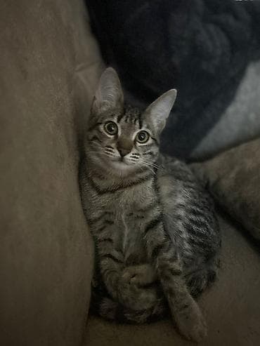 Tabbi, Erkək, Yaxşı əllərə