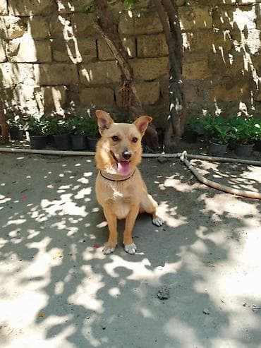 Dişi 2 yaşı var çübüşdu əla itdi həyətə adam buraxmır