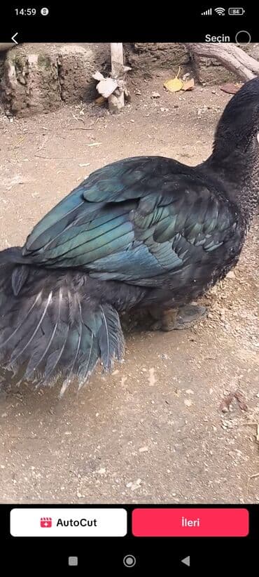 Inəklər, öküzlər: Məhsul: Amerikan sortu təmiz cins qara zümrüd lal ördək 4 aylıq cütü — 3