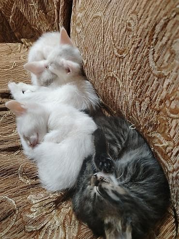 anqora pişiklər: Türk anqora, Yaxşı əllərə, Pulsuz çatdırılma — 6