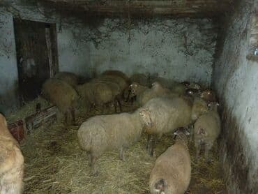 xacmazda satilan inekler: 13 baş qoyundur 1 əkiz balalidir teze balali olanda var boğaz olanda — 4