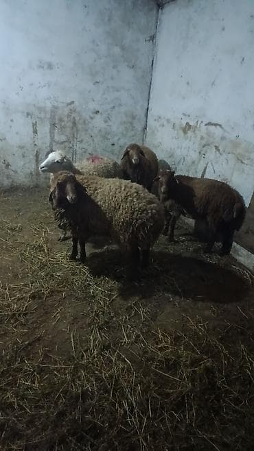 helep keci: Qoyun-keçi sürüsü - Şəkillərdə müxtəlif cinsli qoyun və keçilərdən — 5