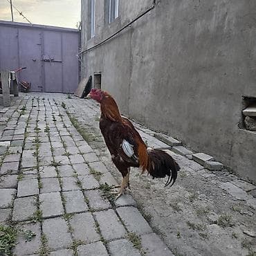 it adlari erkek: Aseel tipli xoruz : satılır 3 yaşı var qara fərə ilə cütdü damazlıqa — 6