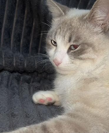 Heyvanlar üçün mallar: Şinşilla, Erkək — 1