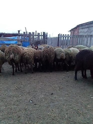 Kəsimlik kök quzular 60 baş Satlıq əlaqə üçün 070 633 66 94 nömürəsi — 6