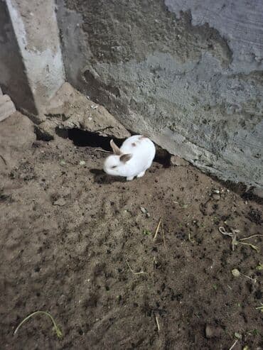 şirin dovşan şəkilləri: Dovşanlar – dekorativ ağ rəngli, bəzi fərdlərdə qəhvəyi/xallı — 3