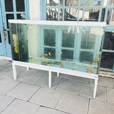 Dördbucaq akvarium, Balıqlarla birlikdə, 450 l lalafo.az -da Dördbucaq akvarium, Balıqlarla birlikdə, 450 l