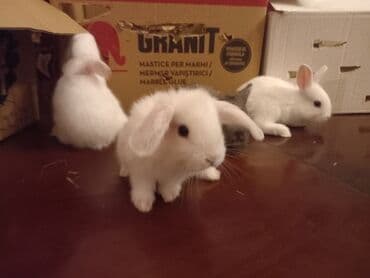 dovşan yuvasi: Ev dovşanı balaları - Cins: dekorativ ev dovşanları (ağ, boz-ağ — 2