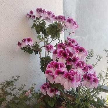 bitki dermanlari: Ev üçün dekorativ otaq bitkiləri dəsti Təsvir: - 2 ədəd hibiskus (Çin — 7