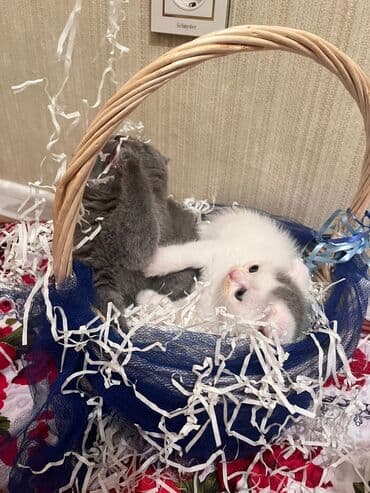 it pişik: Şotland yastı qulaq — 5