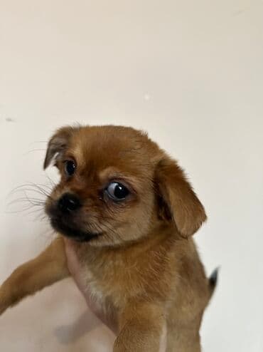 it cütləşdirmək: Pekines — 7