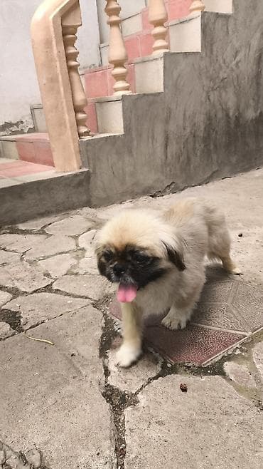 haski itleri: Pekines, 7 ay, Erkek — 2