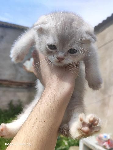 Şotland