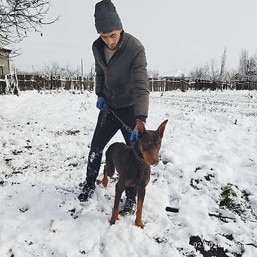 golden retriever satışı: Doberman, 2 il, Erkek, Ödənişli çatdırılma — 4