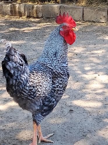 Salam Şəkildə gördüyünüz tam sağlam xoruzlar satılır cəmi 7 ədəddir lalafo.az -da Salam Şəkildə gördüyünüz tam sağlam xoruzlar satılır cəmi 7 ədəddir