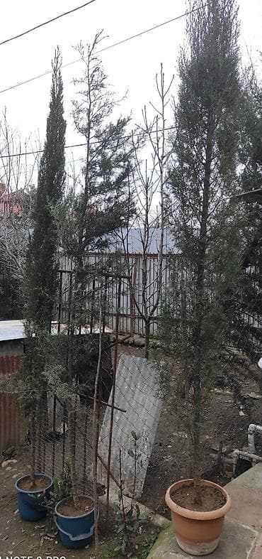 Hündür dekorativ ardıc/kiparis fidanları - Növ: iynəyarpaqlı