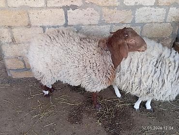 Бараны, овцы: Erkey qoyun damazlig — 3