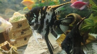 Akvariumlar: Mələk balığı (skalyari), Sülhsevər, Ünvandan götürmə — 7