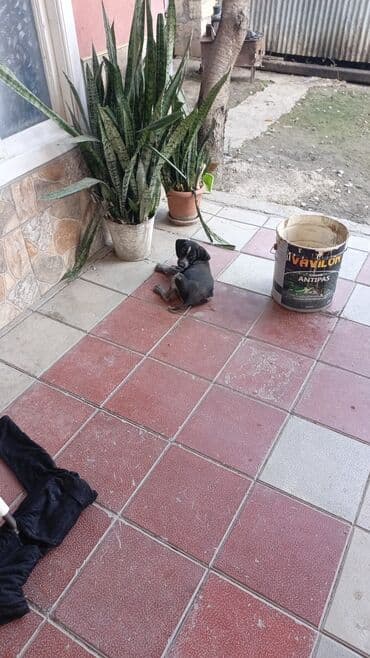 it şekli: Məhsul: Kiçik it balası Təsvir: - Şirin, qara-boz rəngli balaca it. - — 3