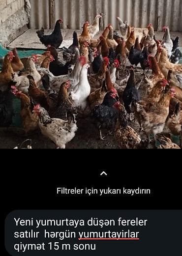 firəng toyuğu: Toyuq, Yumurtalıq — 1