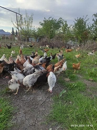 ordək balası və cucə: Toyuq, Ətlik — 9