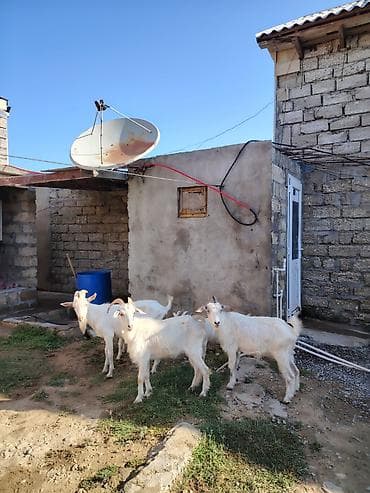 seana kecileri: Dişi, Zanen, il: 1, 60 kq, Damazlıq, Südlük, Pulsuz çatdırılma — 2