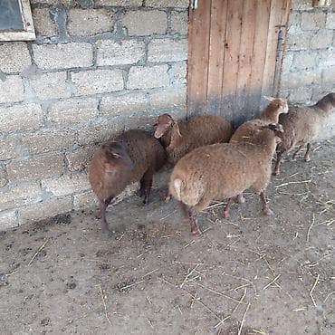 Balıqlar: Kok yemde olan Emlik 5quzu 3 erkey 2 disi — 3