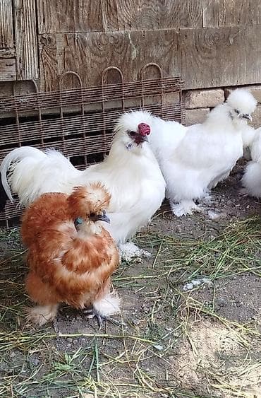 pişik satışı ucuz: Ponponlar satılır bir xoruz iki toyug toyuglar hal hazırda — 2