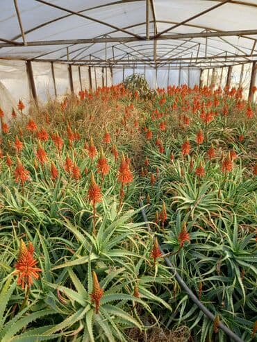 Çöl bitkiləri: Bu təsvirdəMüalicəvi aloe və Aloe vera bitkiləri təsvir edilmişdir — 2